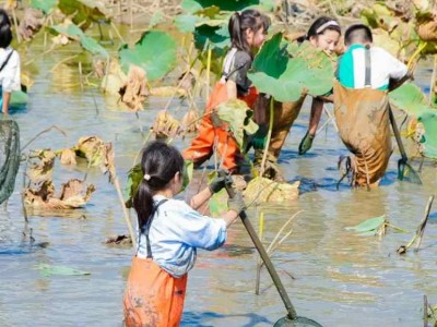 蘇州研學(xué)基地趣味挖藕三六六社會(huì)實(shí)踐邀你共赴田野體驗(yàn)探秘之旅
